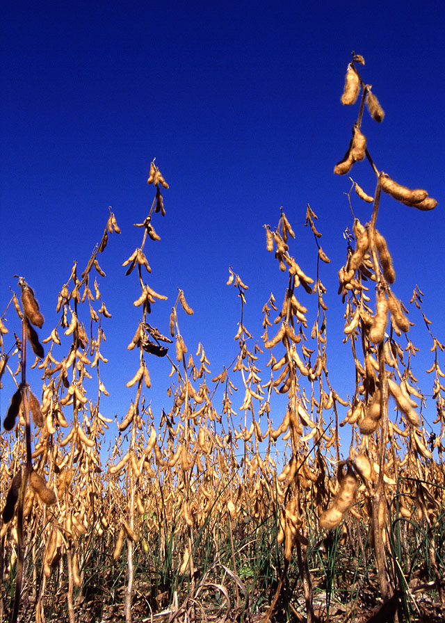 Mature soybean plants with pods photographed by USDA ARS.