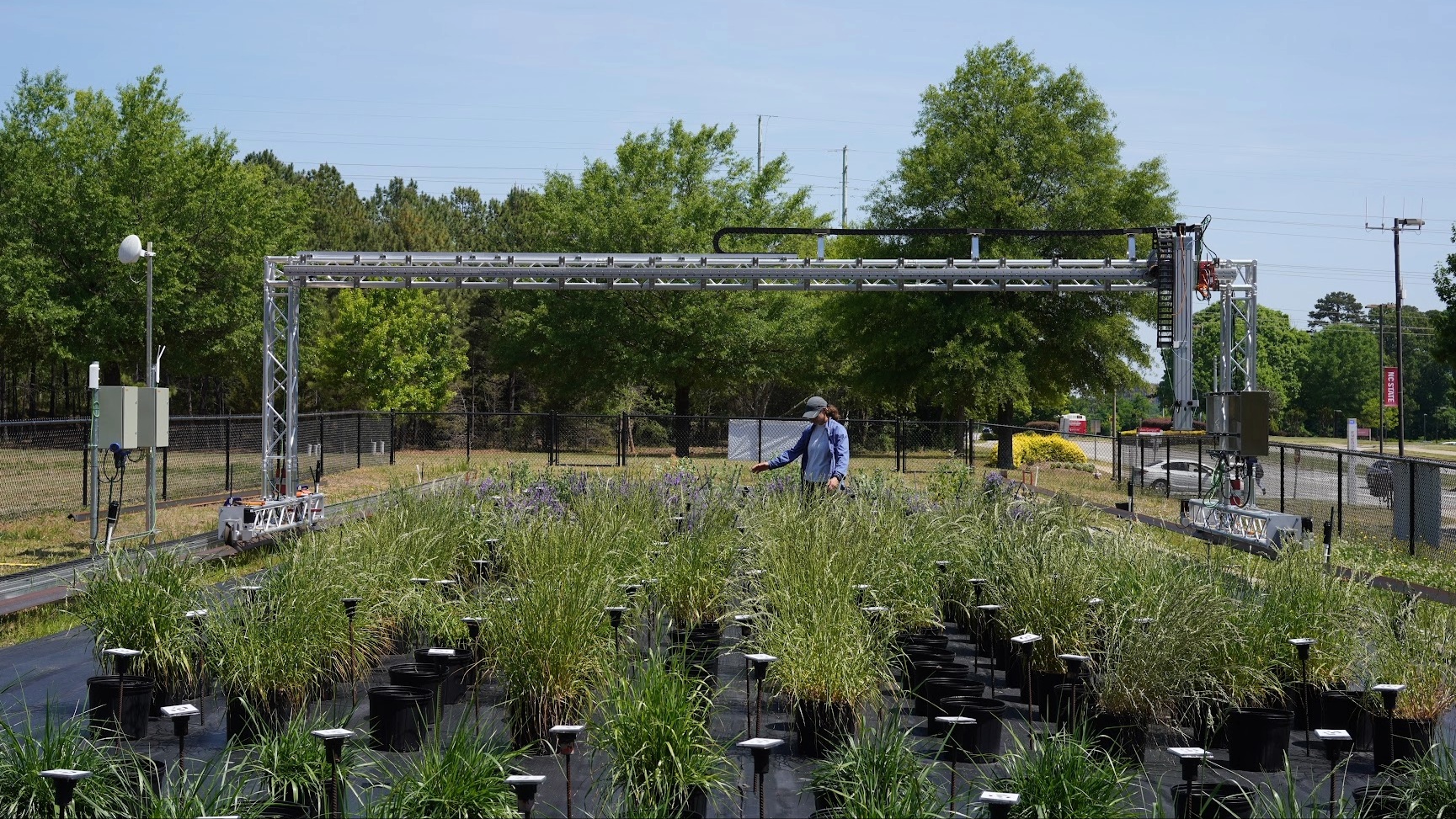 A researcher among plants beneath the BenchBot automated imaging structure.