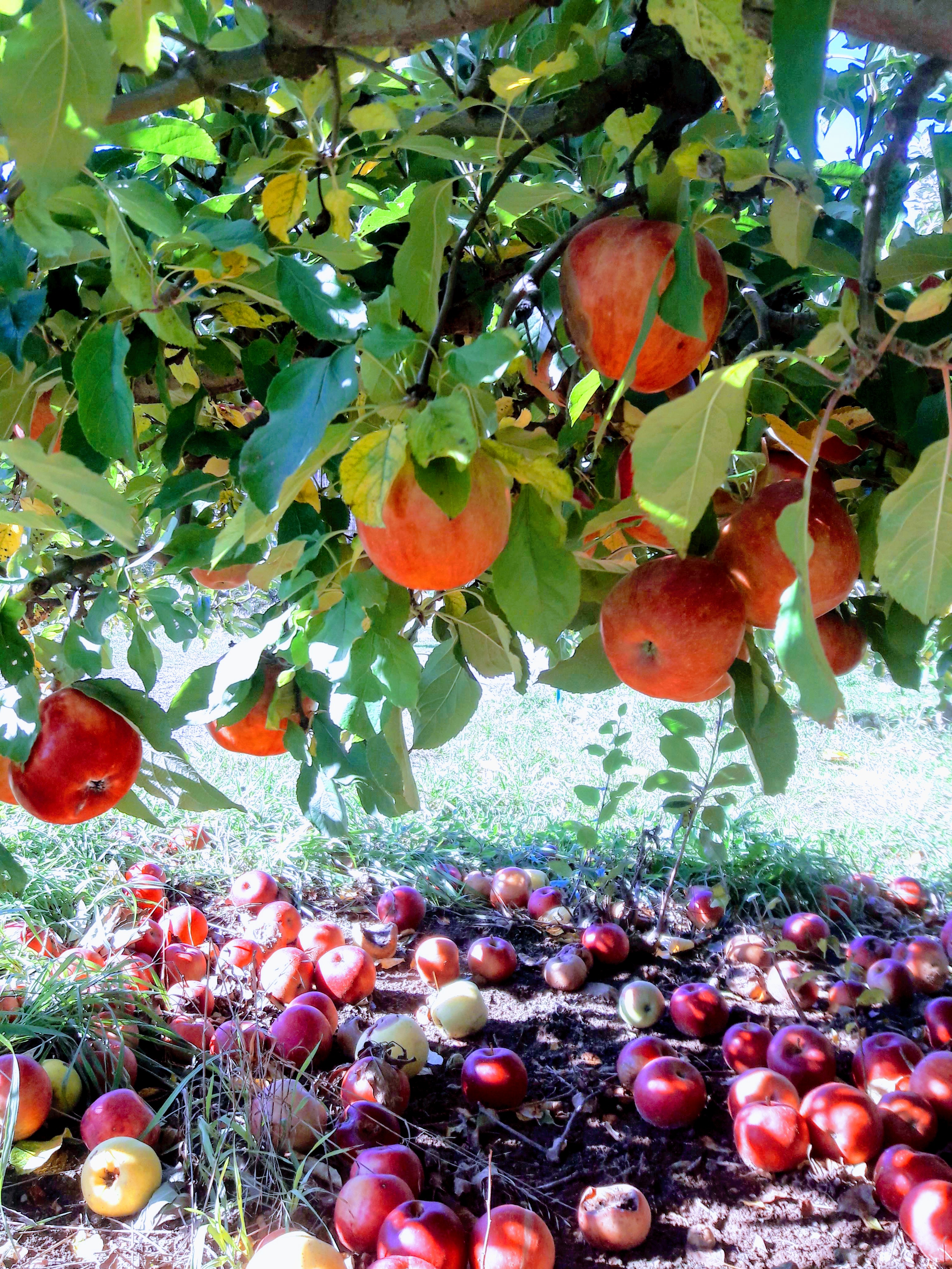 Red apples partly surrounded by foliage in an orchard canopy.