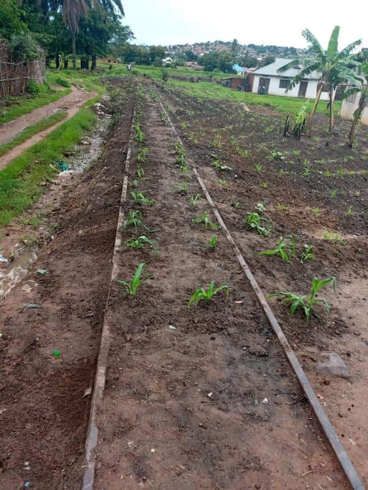 Rows of young maize at a research plot in Ghana.
