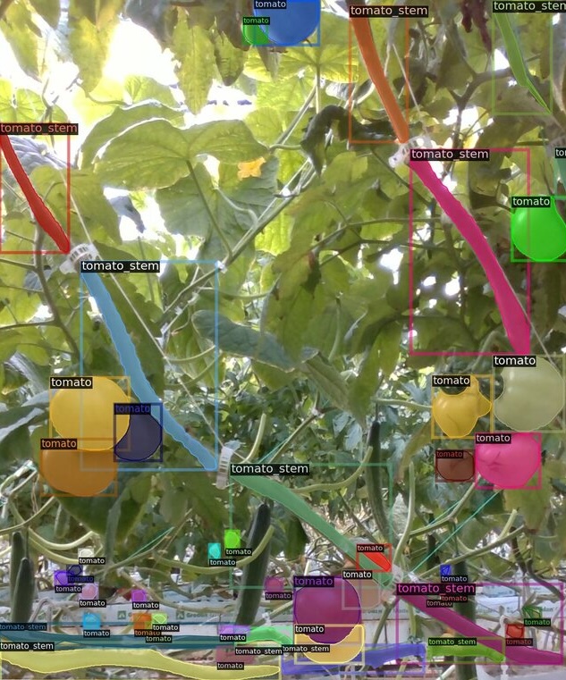 Tomatoes and stems outlined by the GIGAS computer-vision system in greenhouse photographs.