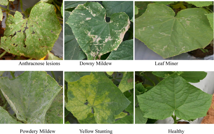 Six cucumber leaf photographs showing examples labelled with disease and healthy categories in the study