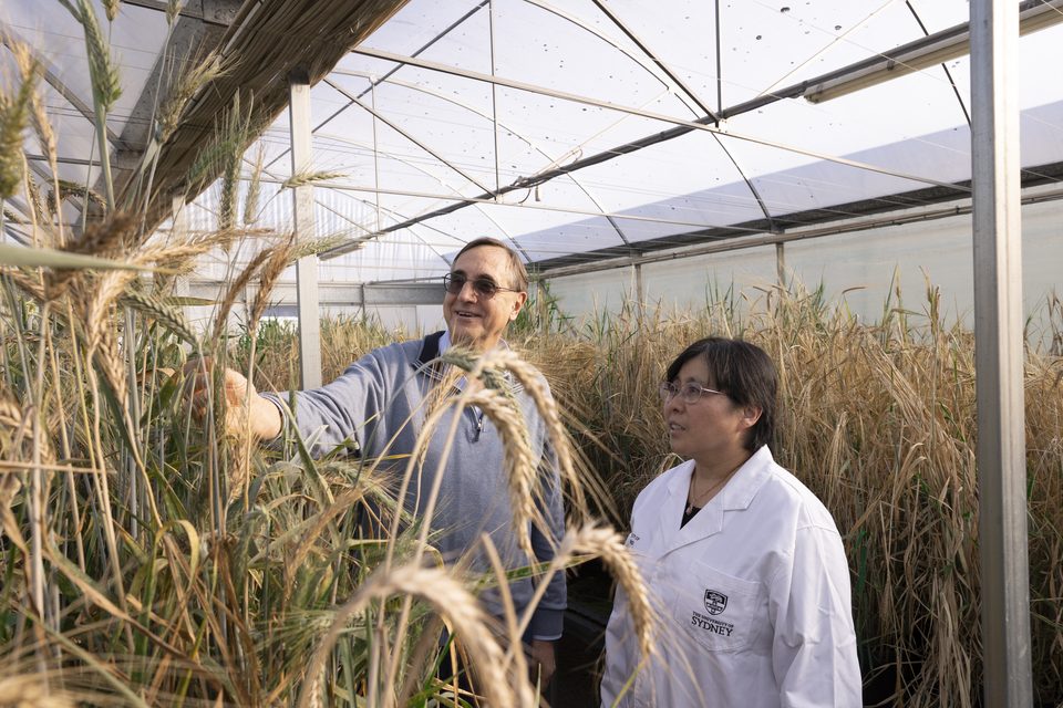 Researchers examining crop plants in a greenhouse in the University of Sydney feature.