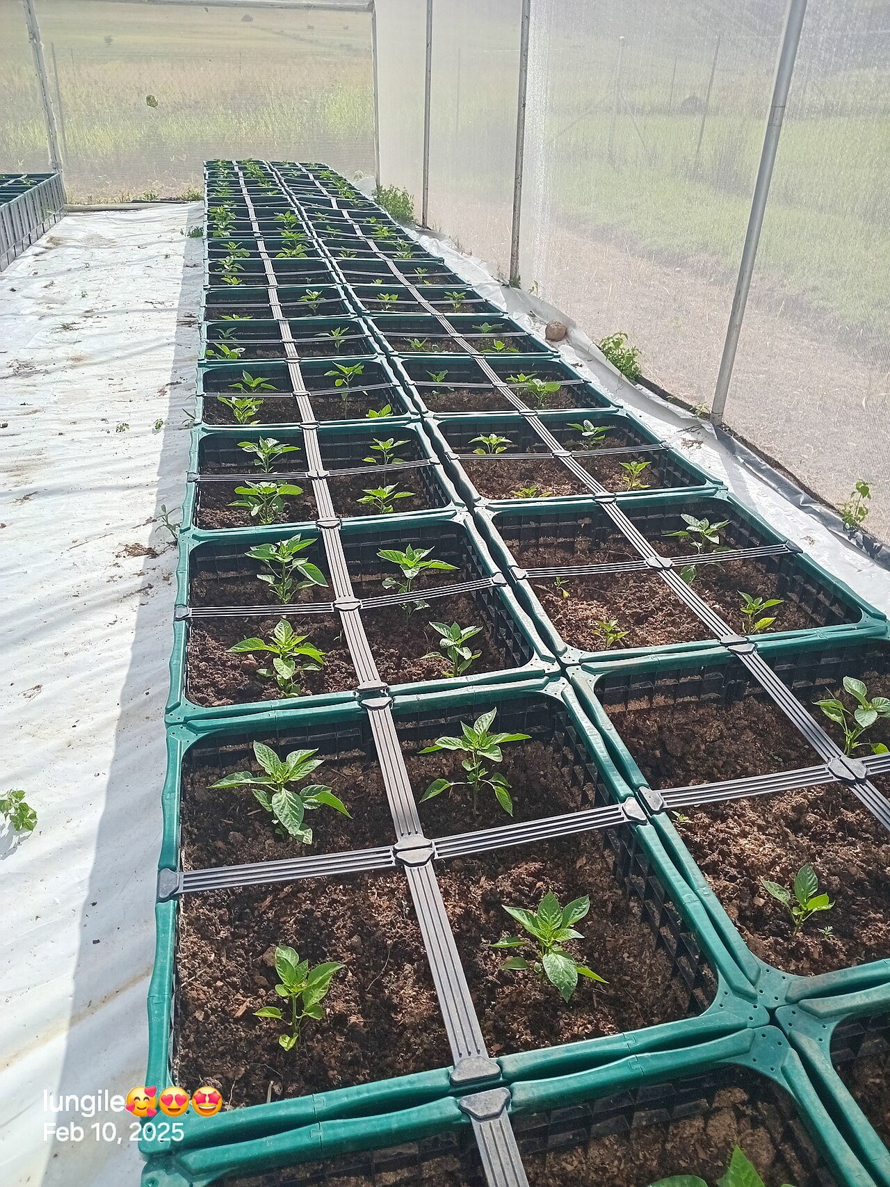 Rows of young pepper plants in containers inside a South African greenhouse
