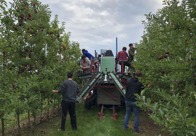 Real photograph of a USDA ARS in-field apple sorting system operating with workers in an orchard.