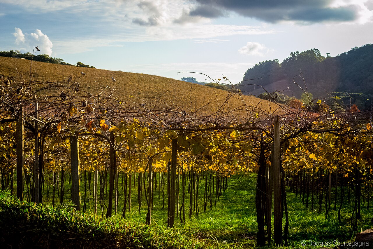 Rows of grapevines on a hillside at Flores da Cunha in Brazil