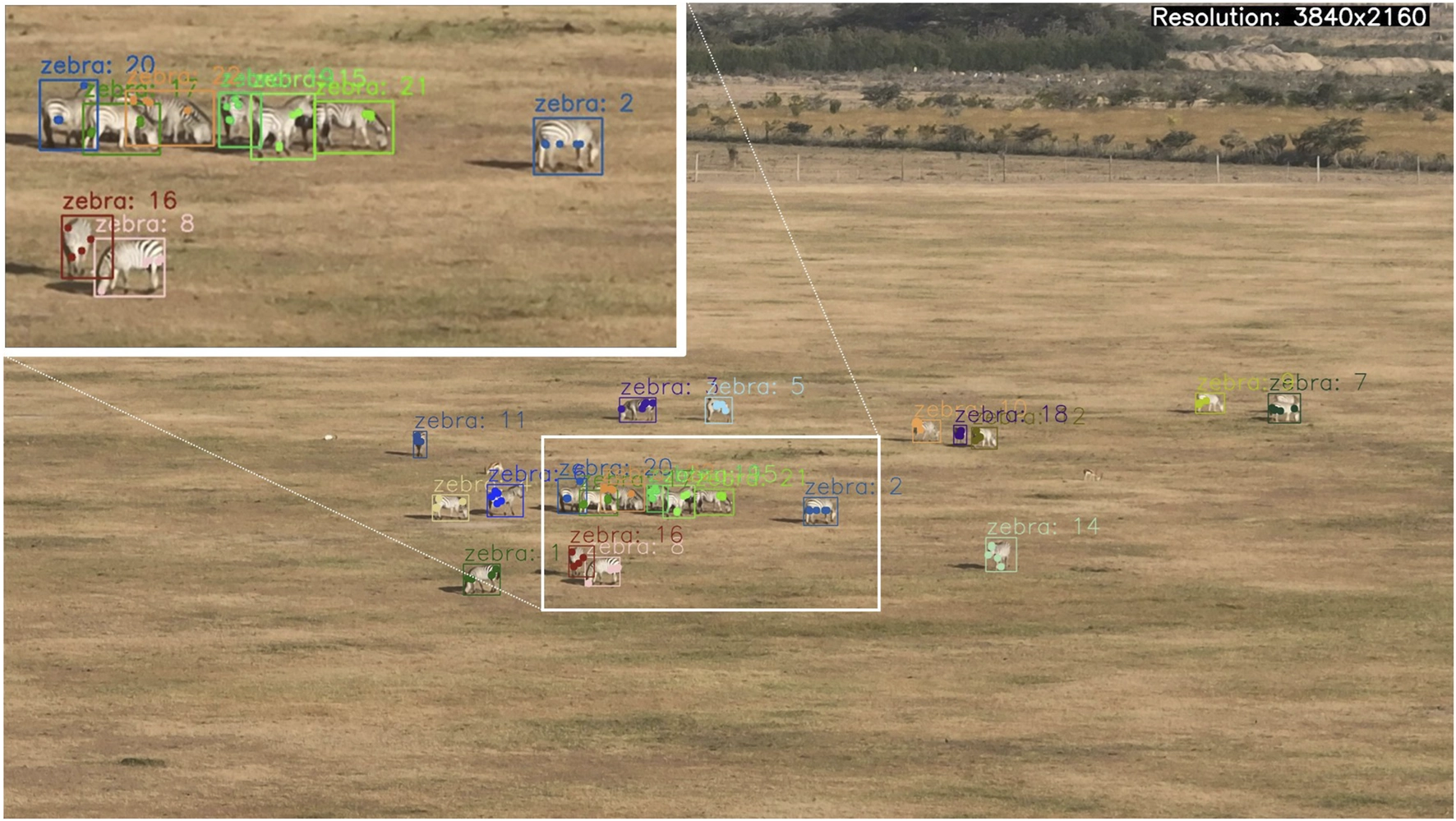 Zebras in a Kenyan field with bounding boxes and an enlarged tracking view from WildDrone drone imagery.