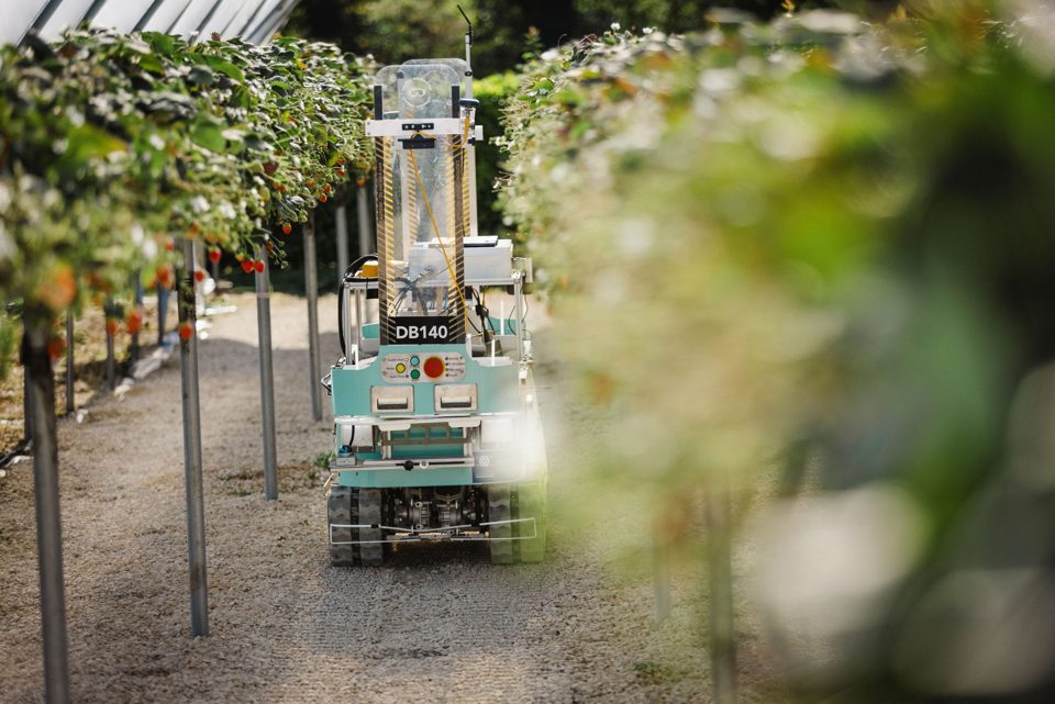 A compact robot marked DB140 positioned between elevated strawberry rows.