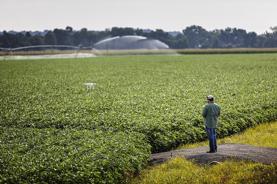 An operator flies a small quadcopter beside a soybean field.