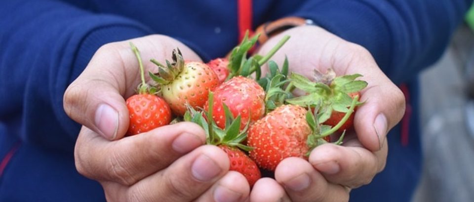 Strawberries pictured on FAO’s competition announcement. Context photograph; not identified as produce harvested by the competing teams.