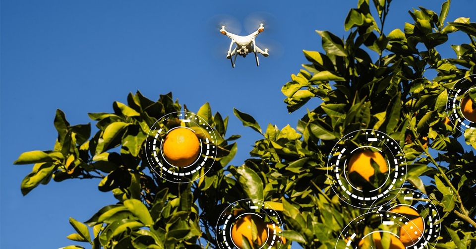 A drone flies above citrus trees in Aerobotics’ company image.