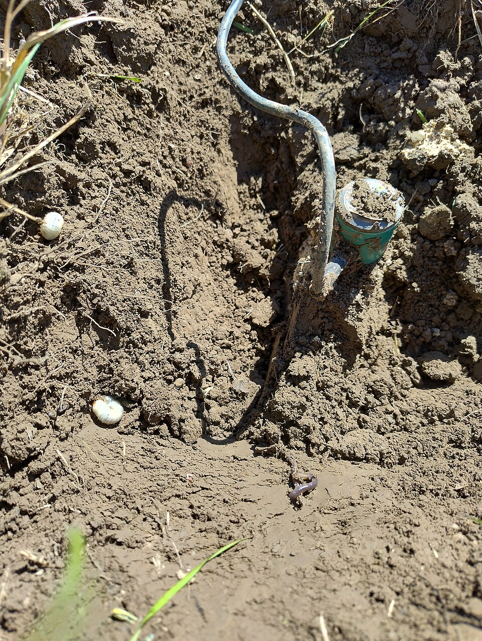A partly excavated soil sensor and cable exposed in the soil beside worms and larvae