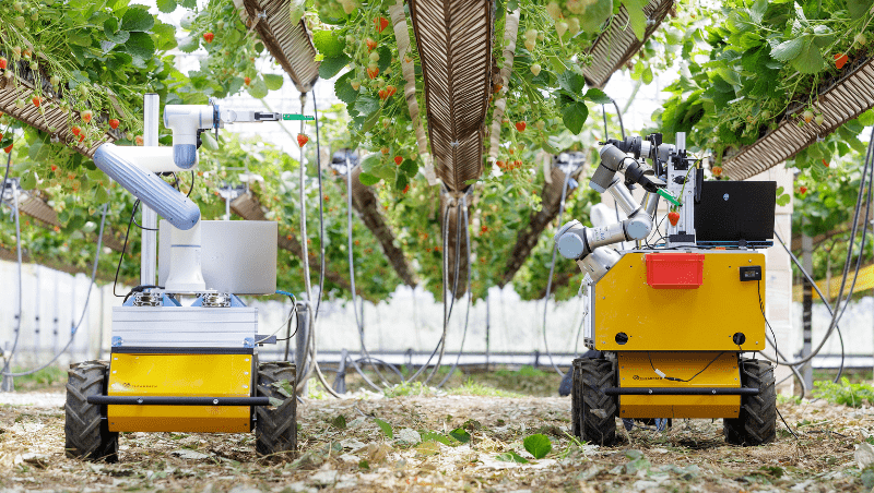 Two autonomous strawberry-harvesting robots operating among elevated strawberry plants in a vertical farm.