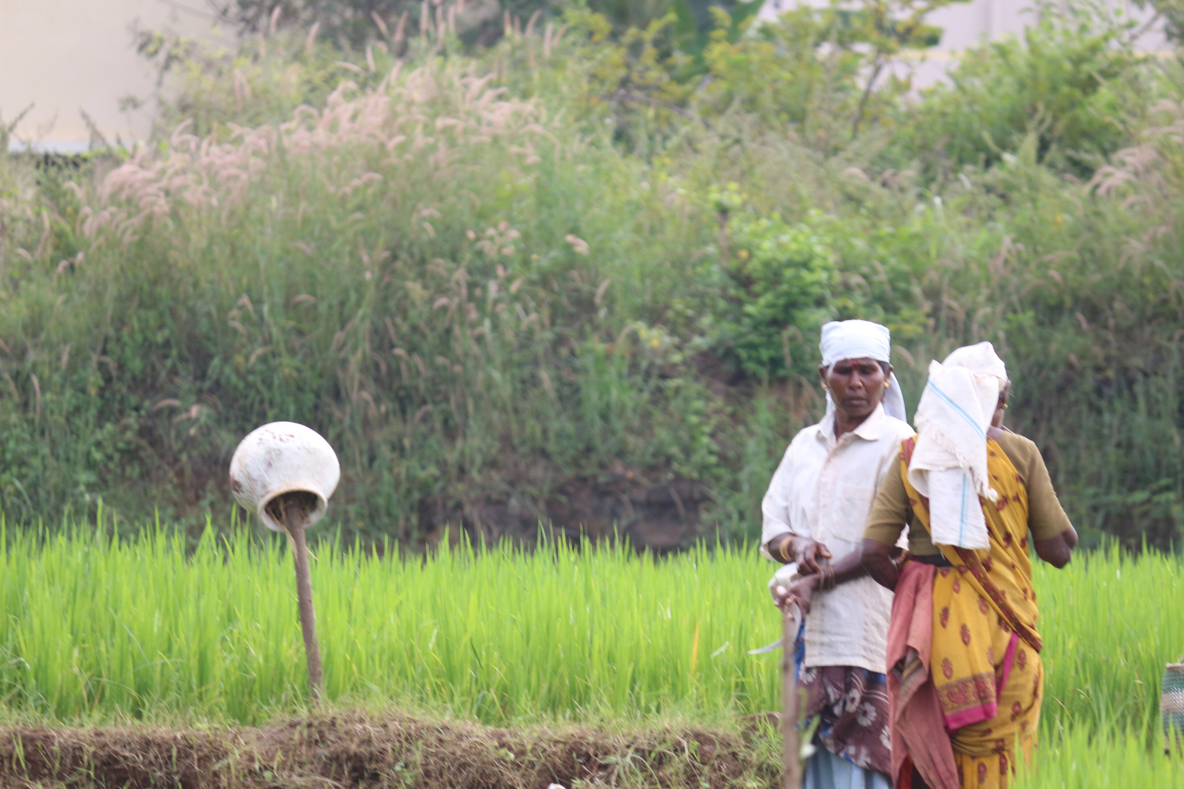 Two women beside a green crop field in India