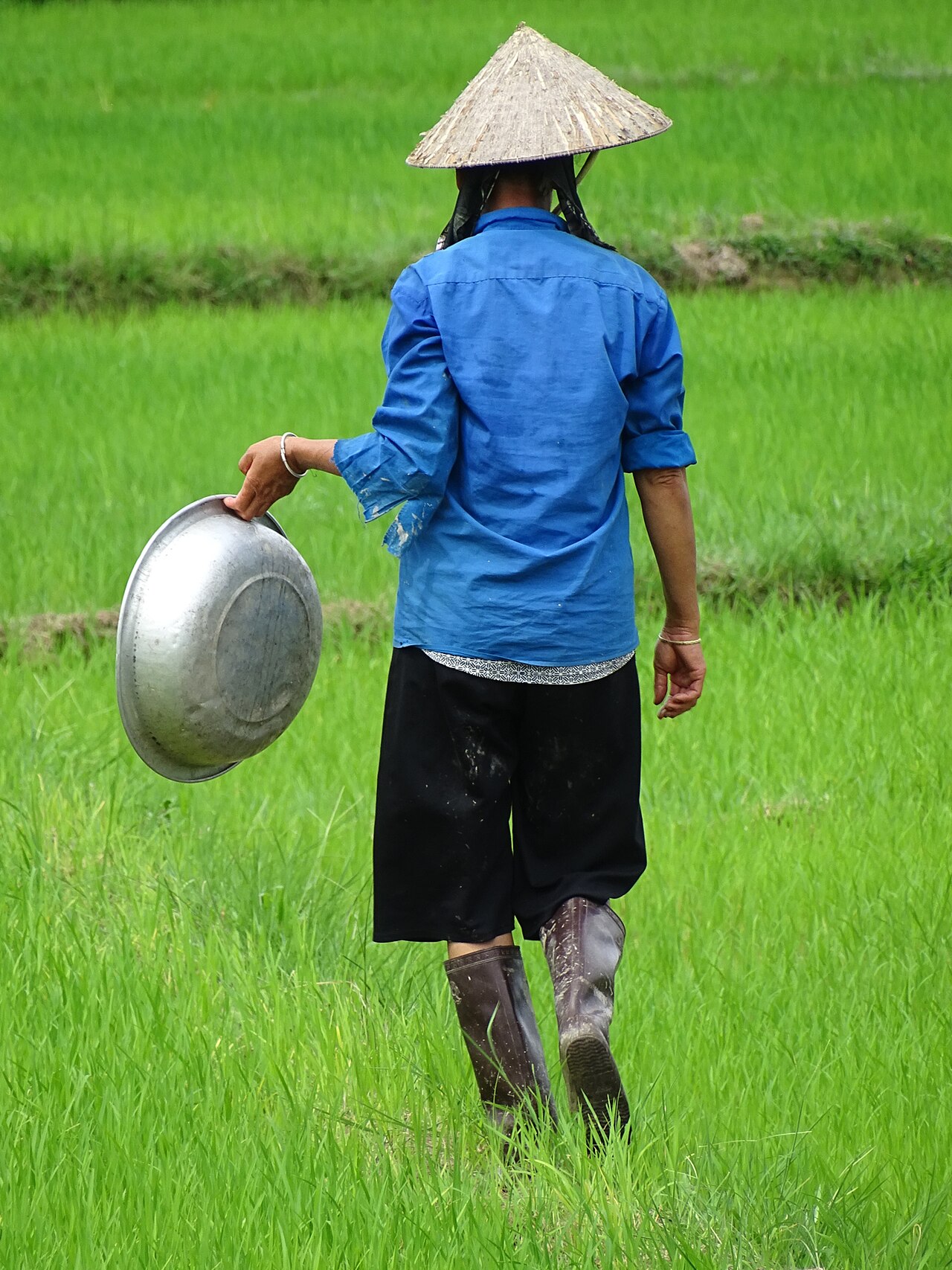 Woman carrying a metal pan while walking through a green rice field in Vietnam