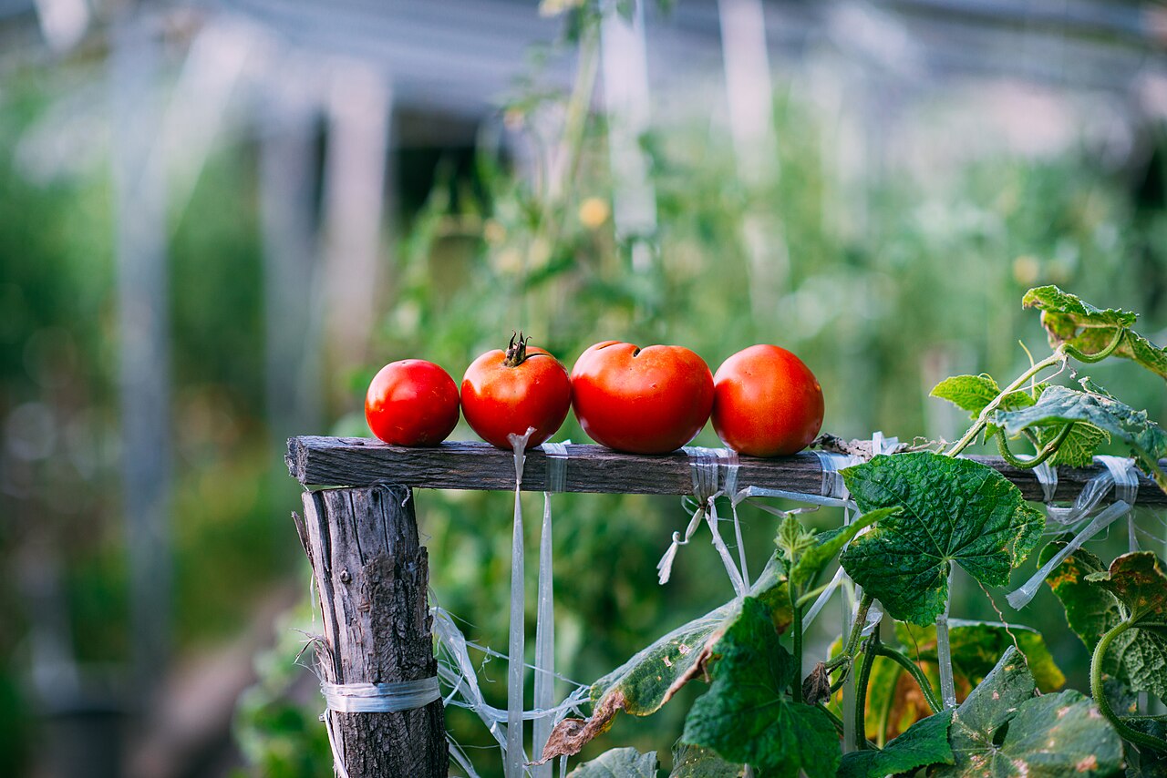 Red tomatoes displayed among plants inside a greenhouse