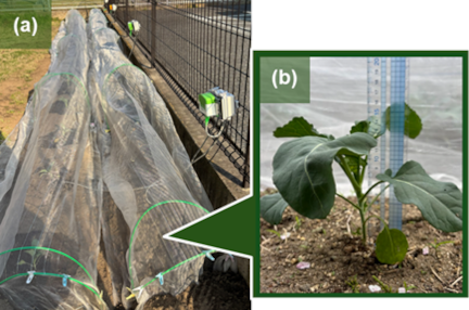 Two photographs show a netted broccoli field plot and a ruler measuring broccoli height