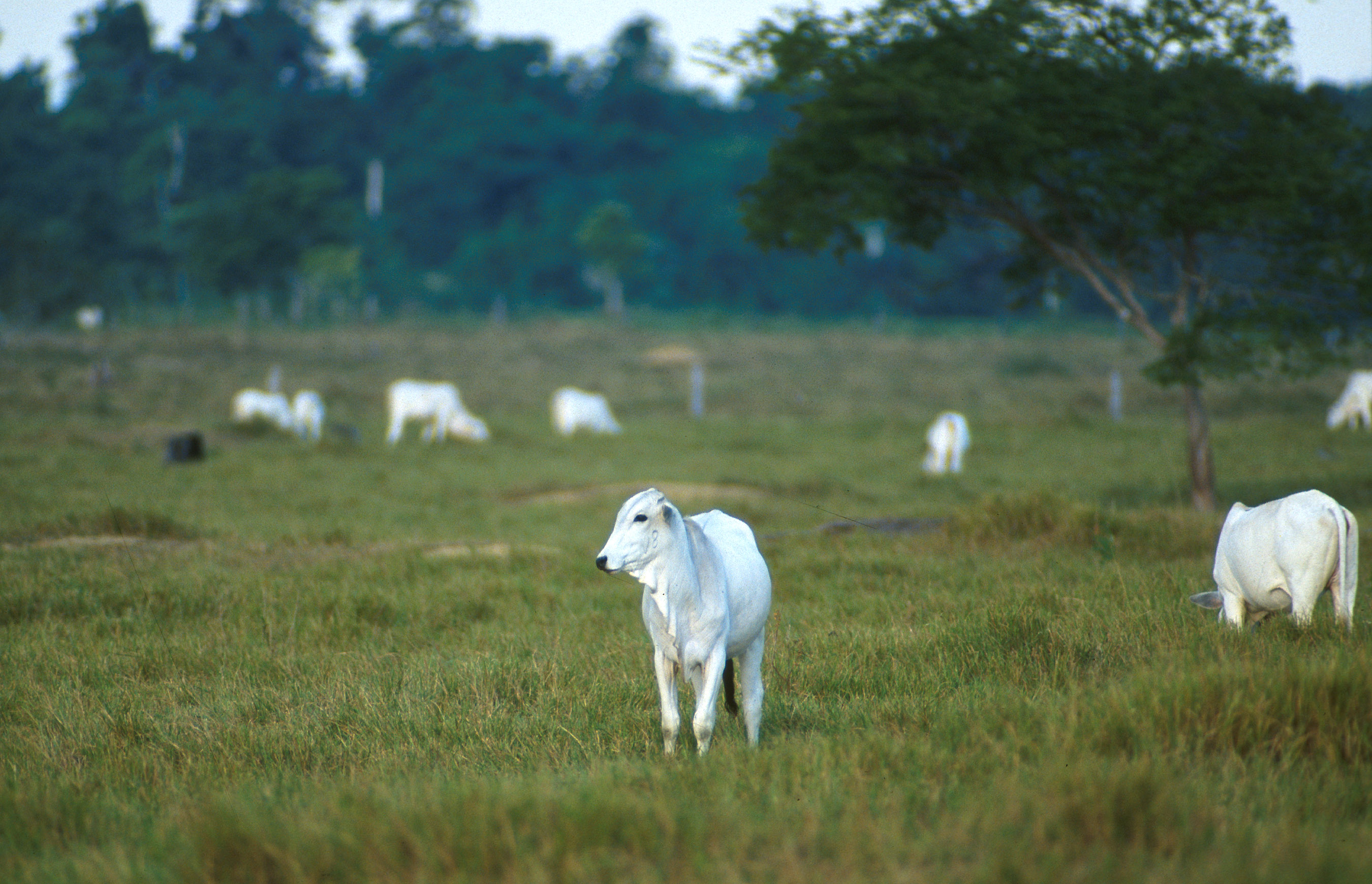 White Nelore cattle grazing in a Brazilian pasture.