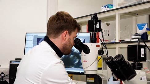 Dr Olaf Kranse works at a microscope in a Cambridge laboratory.