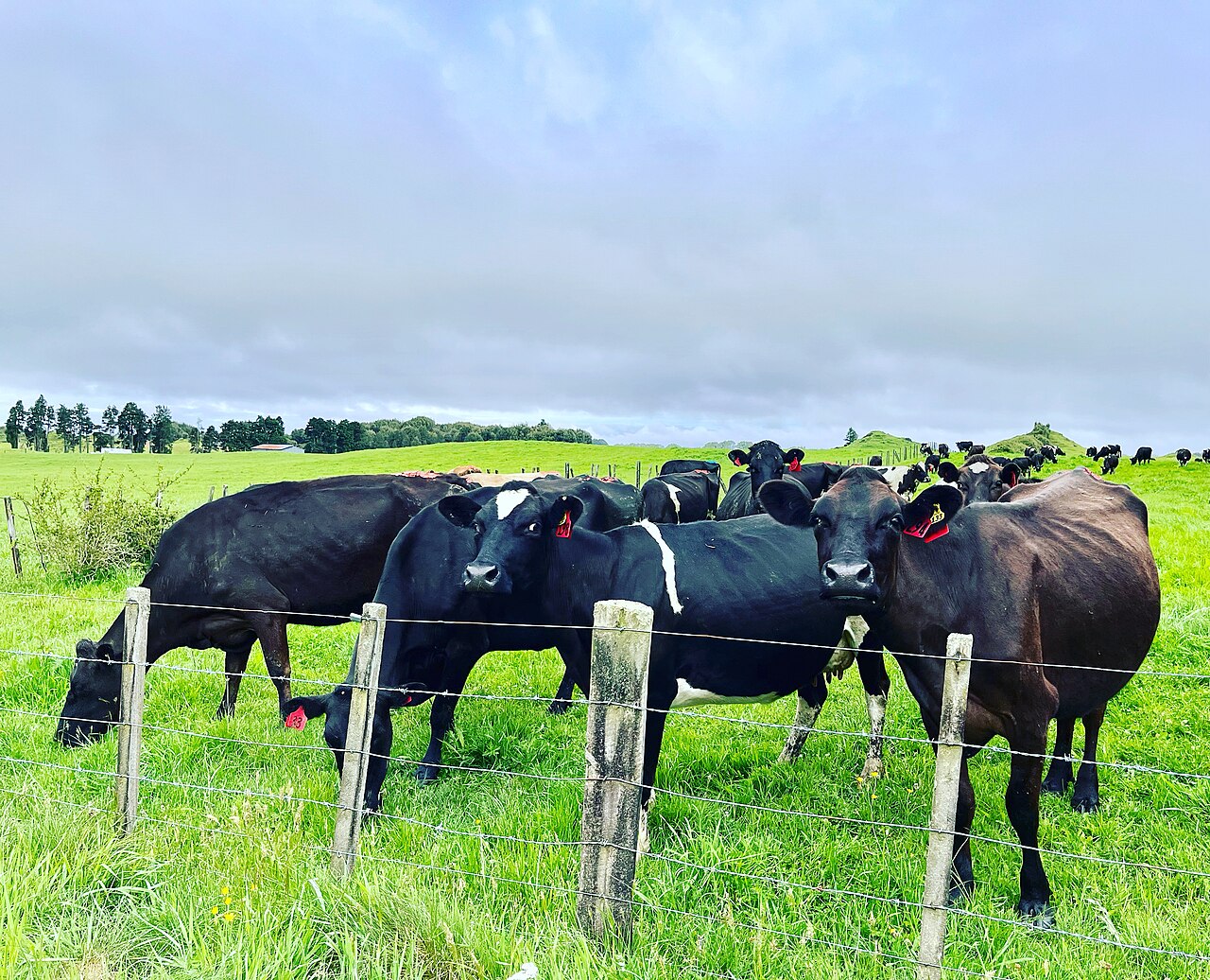 Dairy cows standing behind a fence in green pasture in Rotorua, New Zealand