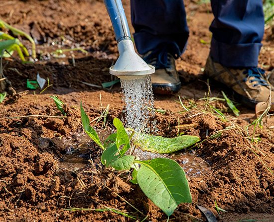 A young plant being watered, from the CMU-Africa source feature.