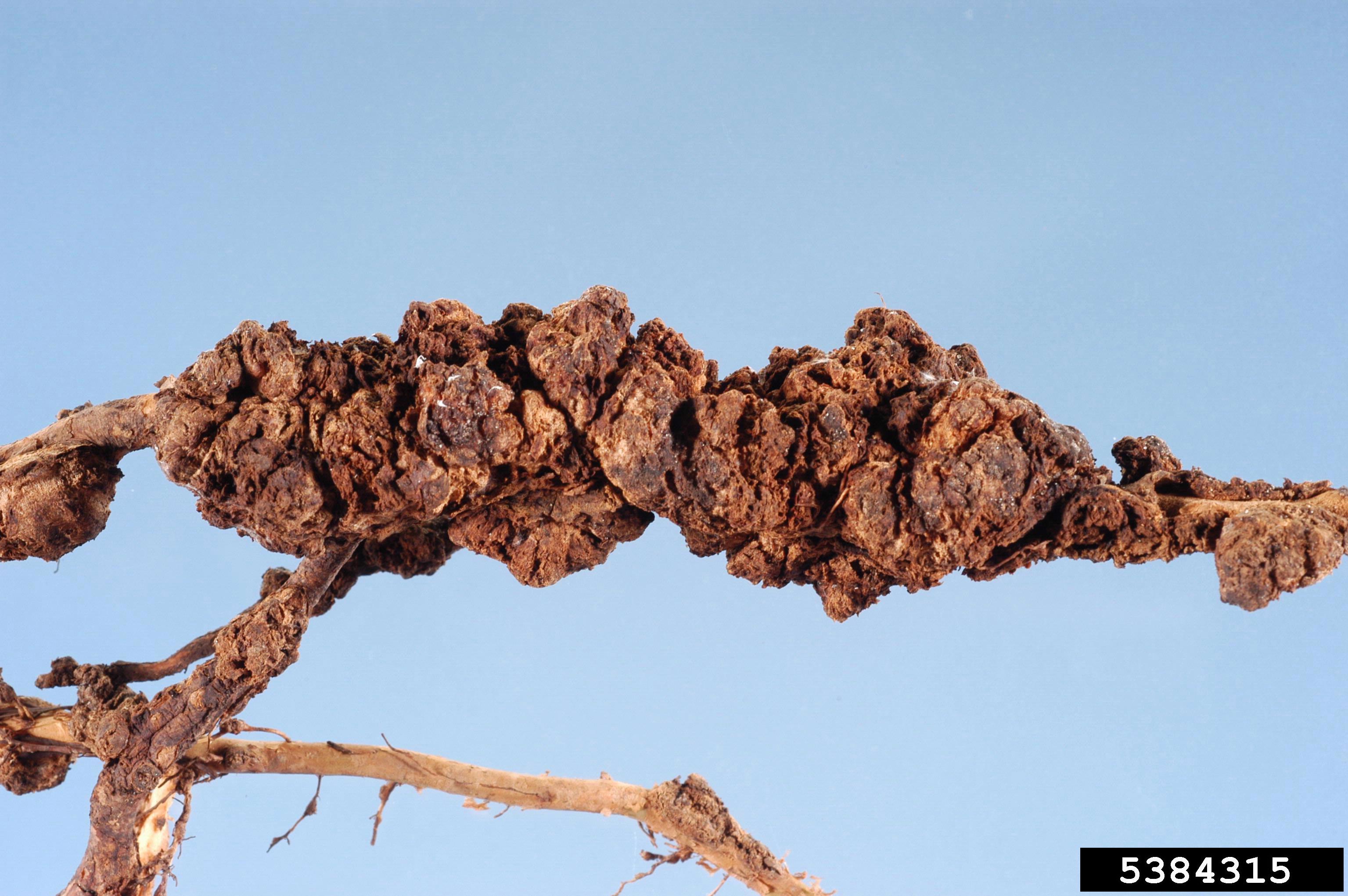 Plant roots showing galls associated with root-knot nematode Meloidogyne enterolobii