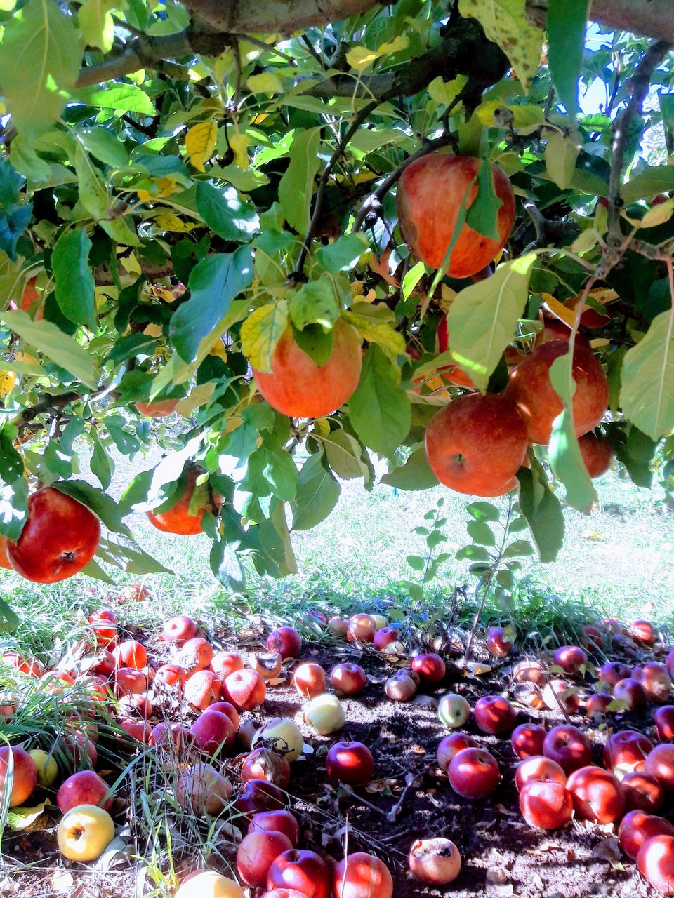 Red apples partly surrounded by foliage in an orchard canopy.