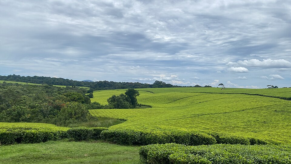 Tea plantations on rolling land under a cloudy sky in western Uganda.