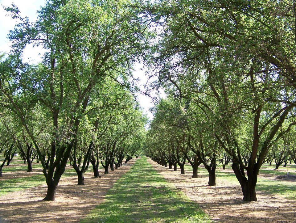 Rows of almond trees in a California orchard.