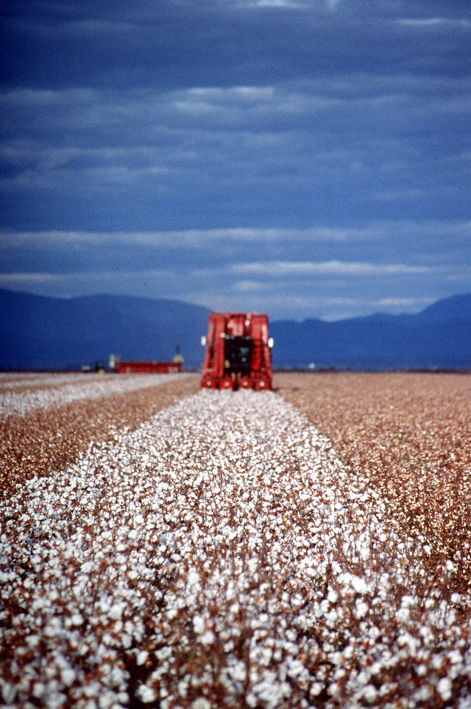 A cotton field with a harvesting machine visible between the rows.