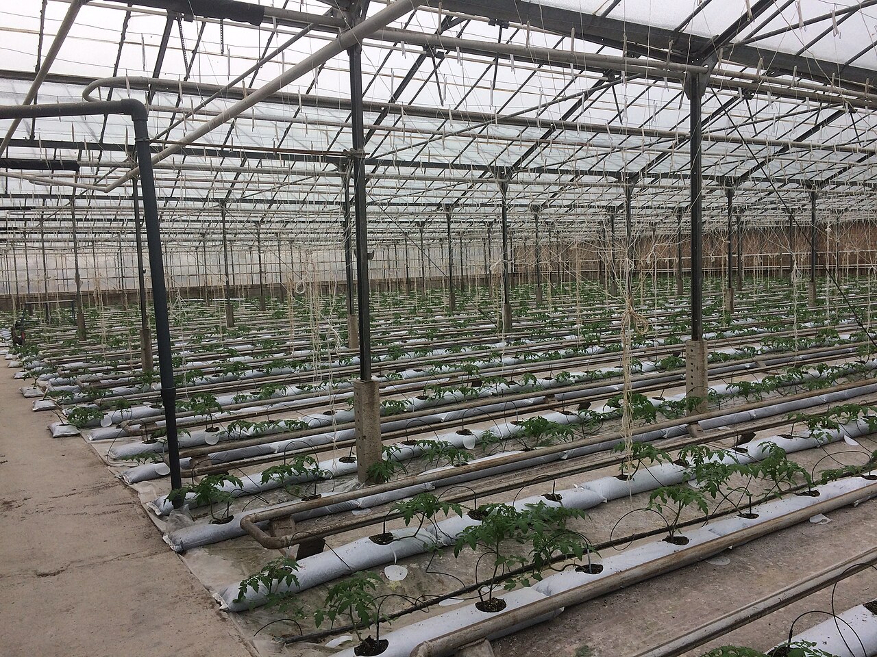 Rows of young plants and irrigation lines in a hydroponic greenhouse