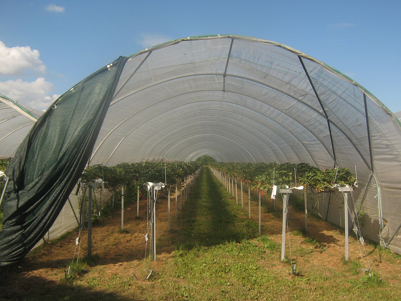 Raised strawberry beds inside a polytunnel in Kent, England.