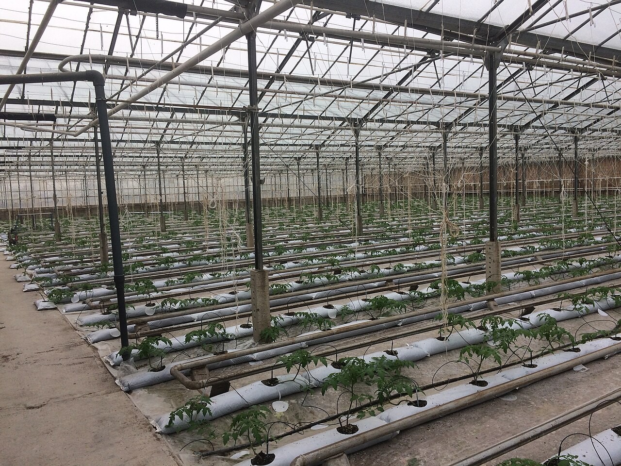 Rows of plants inside a hydroponic greenhouse in Armenia.