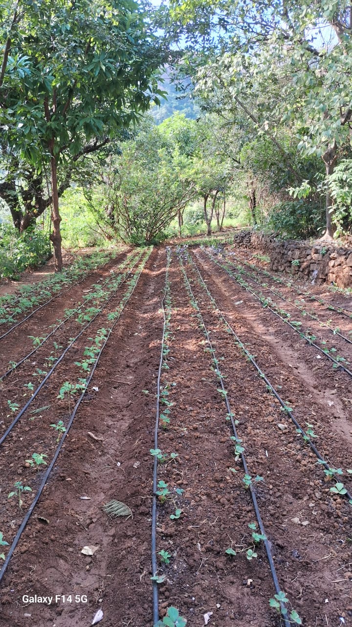 Parallel drip-irrigation lines across planted soil.
