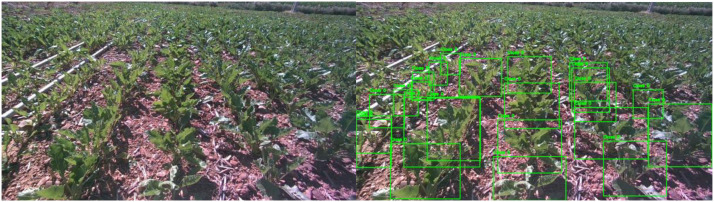 Original study figure showing beet crop images and their detection annotations