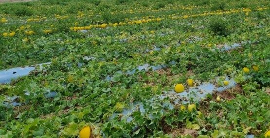 Agricultural plastic use pictured in the original research report.