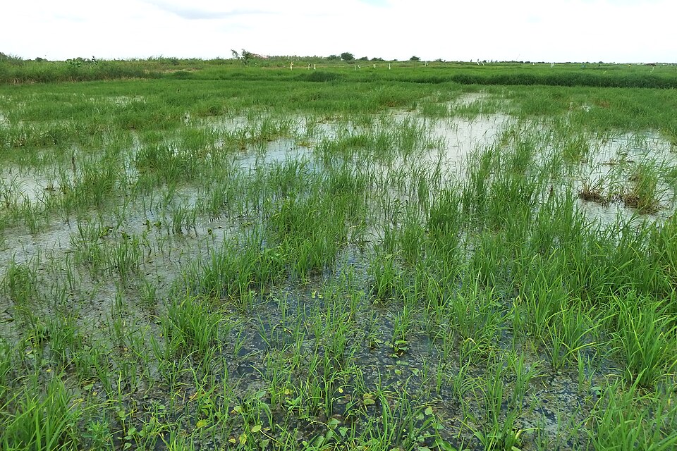Irrigated rice growing in standing water in Senegal’s river valley.