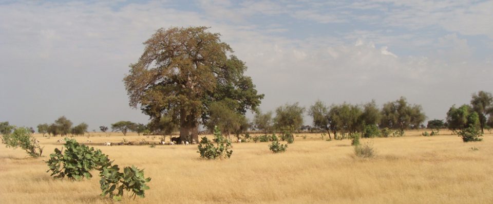 Dry pasture landscape with scattered trees in Senegal