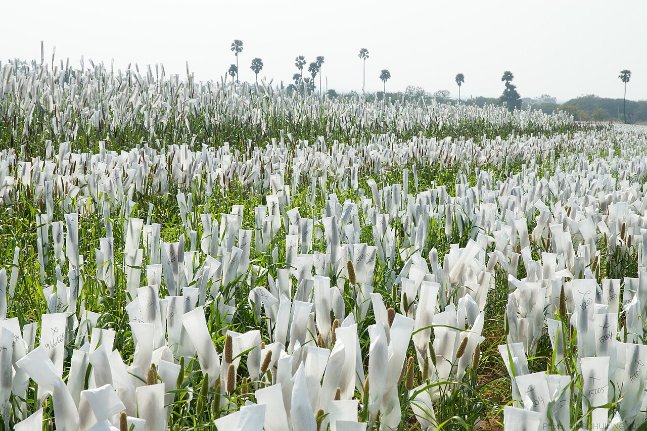 Pearl millet seed-production plots with bagged panicles at ICRISAT in India