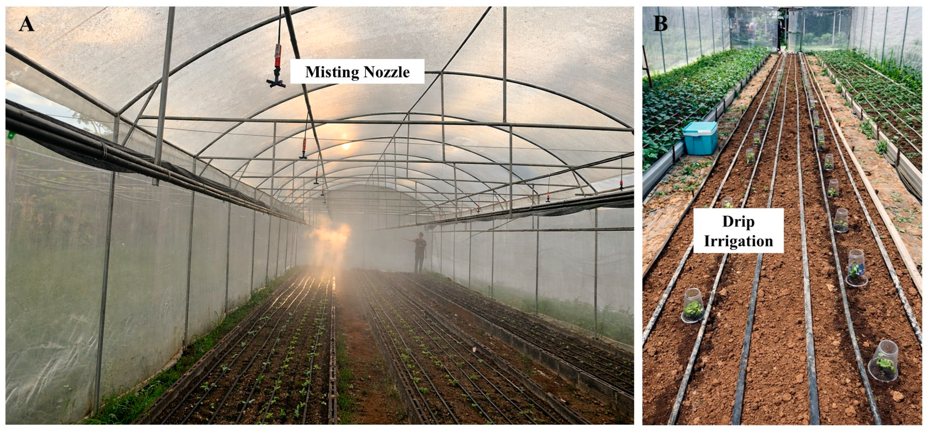 Study photographs showing overhead misting and drip irrigation in an organic vegetable greenhouse