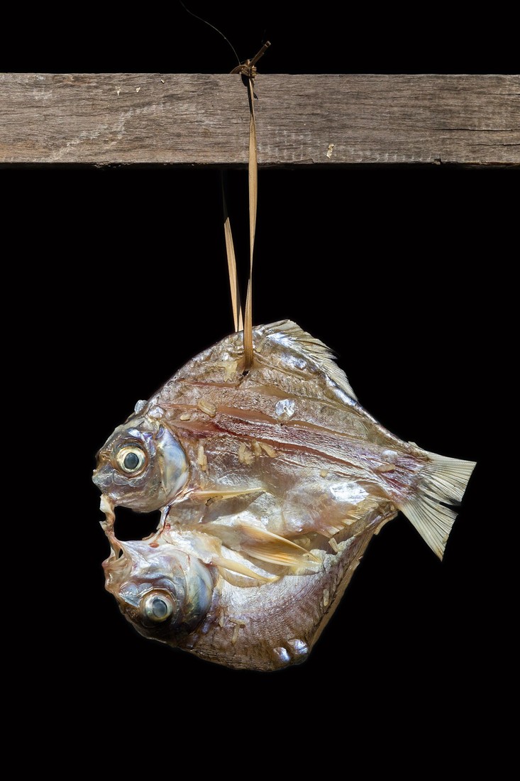 Fish hanging on a rack to dry in the sun in Laos.