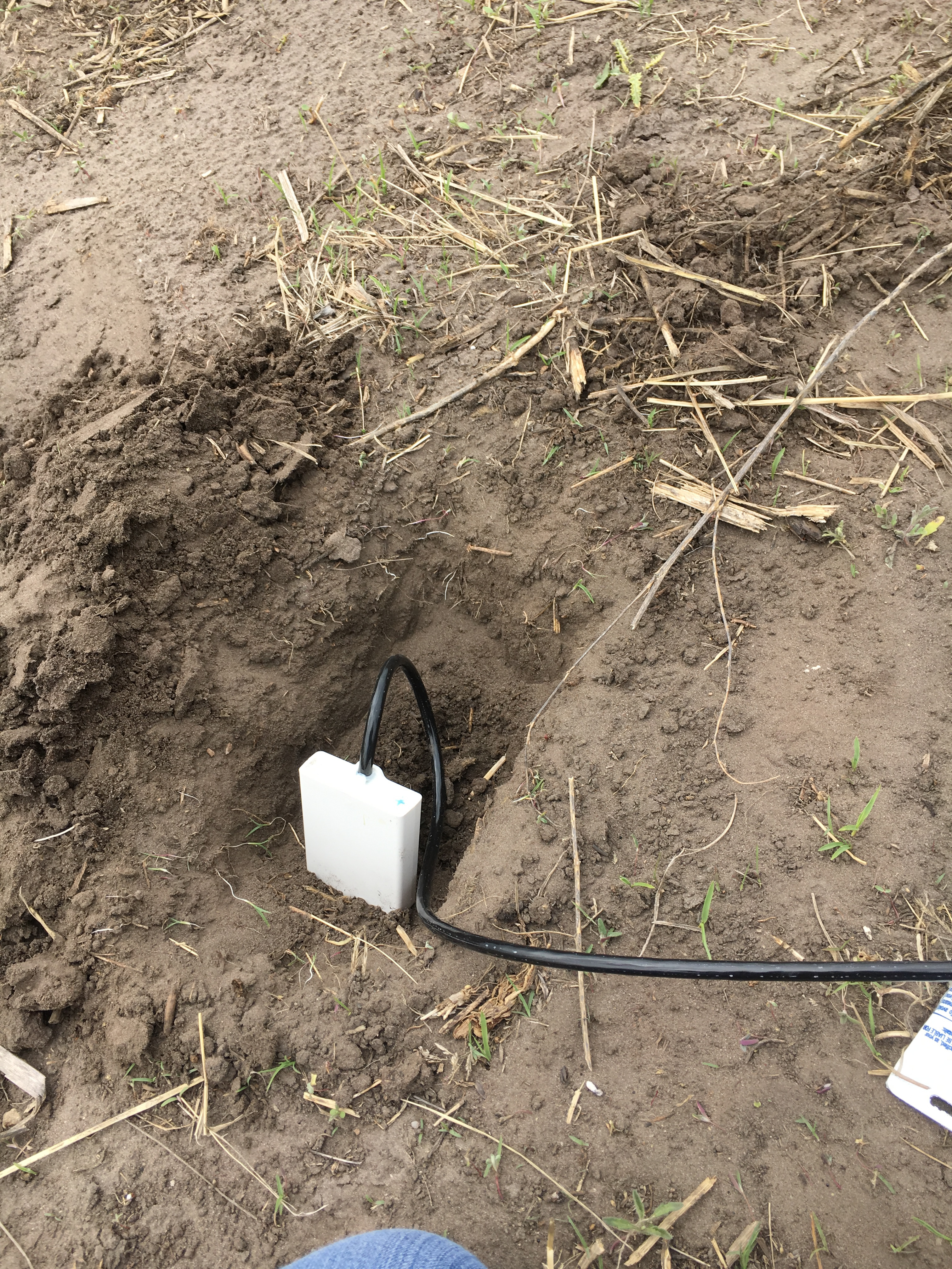 A white soil-moisture probe with a cable installed in an excavated patch of soil.