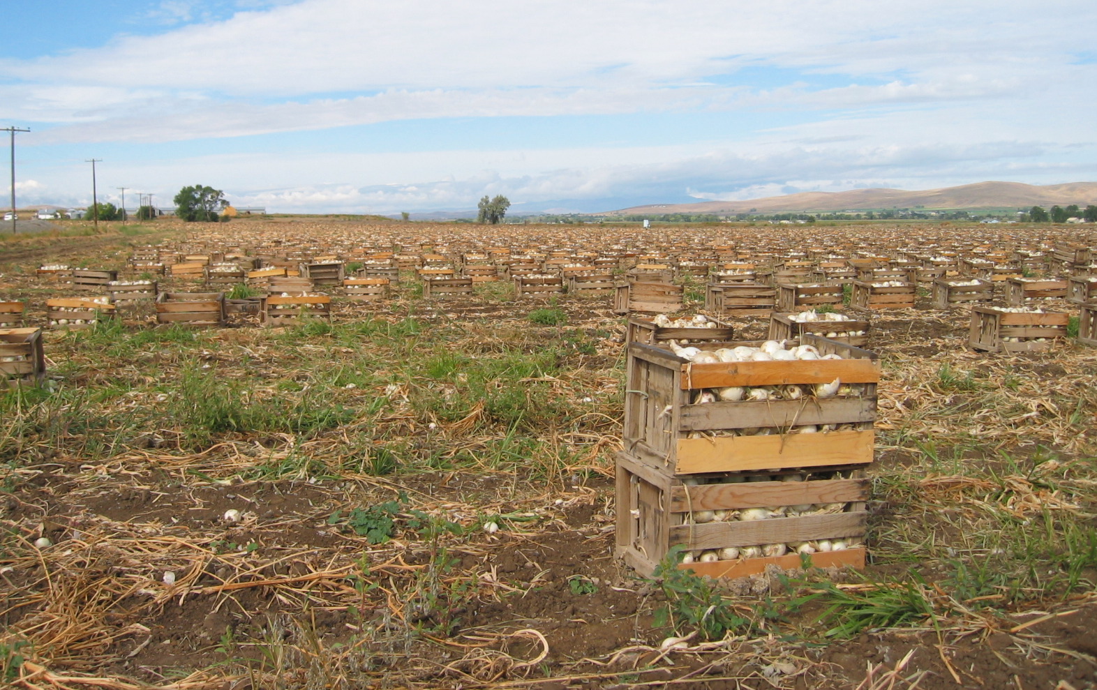 Wooden crates filled with harvested onions in a field near Vale, Oregon.