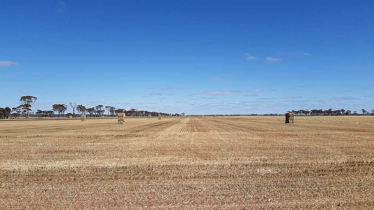 Harvested wheat paddock with straw bales near Kulin in Western Australia