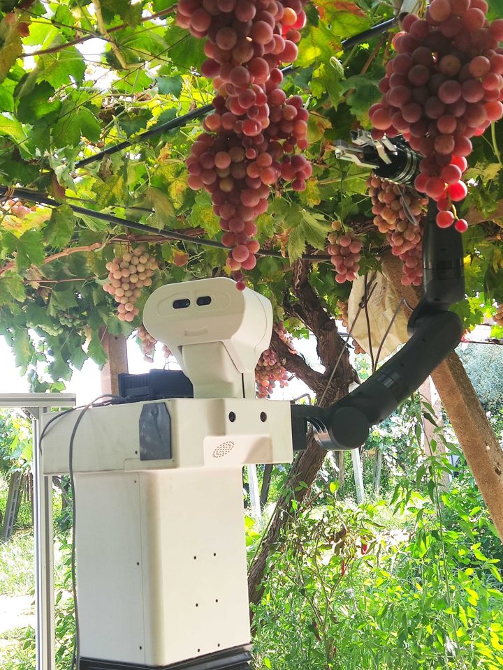 Dual-arm agricultural robot positioned under grape clusters
