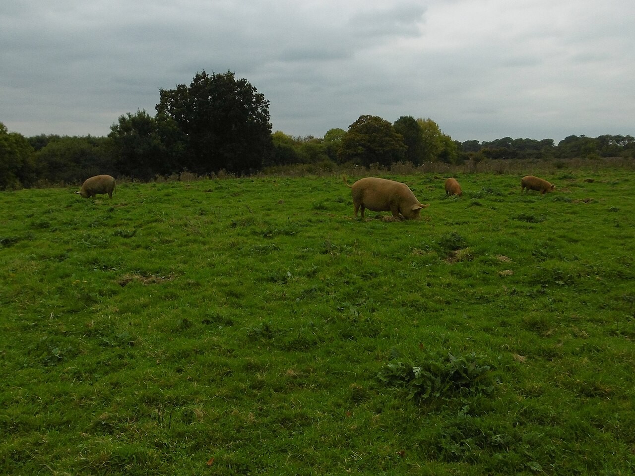 Pigs roaming near New Barn Farm in England.