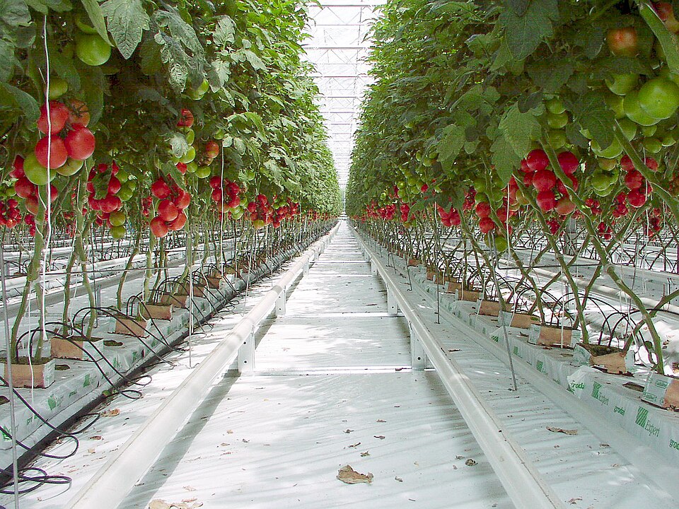 Rows of fruiting tomato plants grown on rockwool slabs inside a commercial-style greenhouse.