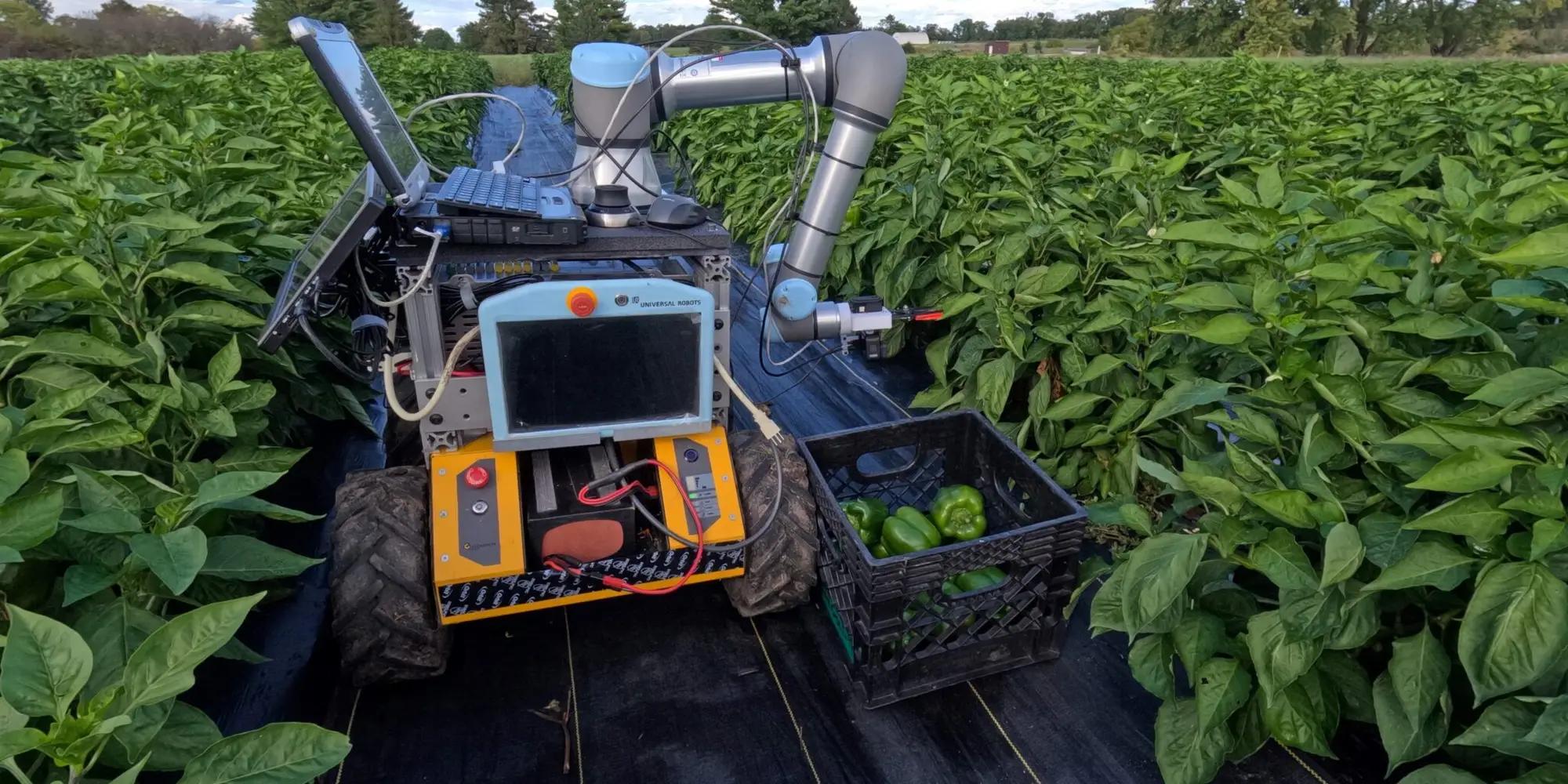 Agricultural robot harvesting peppers in a crop field