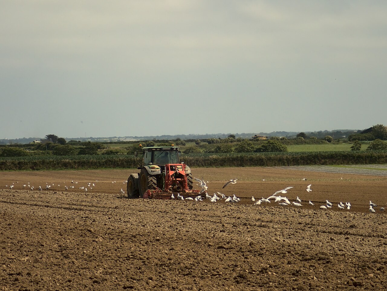 A tractor cultivating a field in Brittany, France.