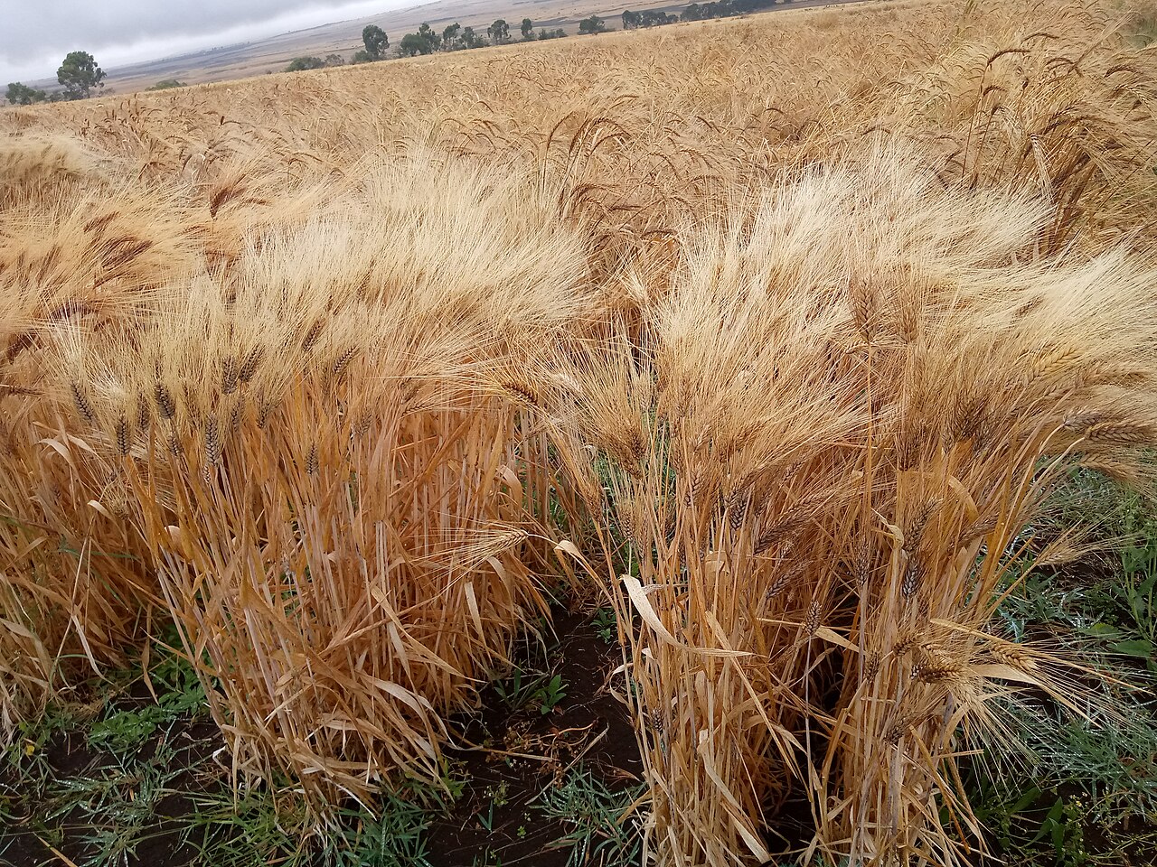Close view of mature wheat heads growing in Ethiopia